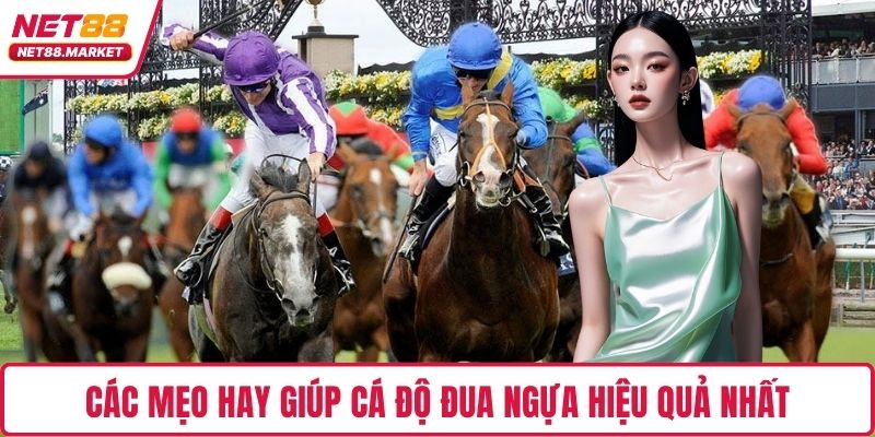 Các mẹo hay giúp cá độ đua ngựa hiệu quả nhất