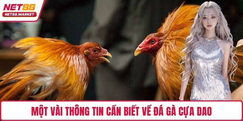 Một vài thông tin cần biết về đá gà cựa dao