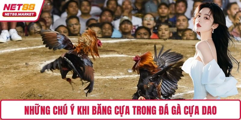 Những chú ý khi băng cựa trong đá gà cựa dao