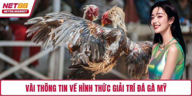 Vài thông tin về hình thức giải trí đá gà Mỹ